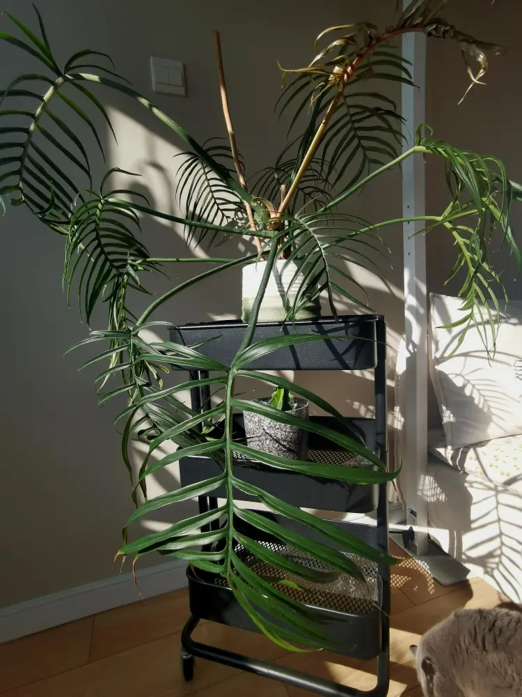 Philodendron Tortum Care: Why Mine Turned Yellow in Winter 3 Large Philodendron Tortum spreading wide indoors and taking up space near a sunny window