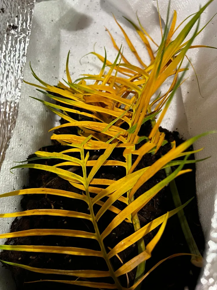 Philodendron Tortum Care: Why Mine Turned Yellow in Winter 5 Philodendron Tortum with many yellow leaves after the pot stayed cold and wet indoors