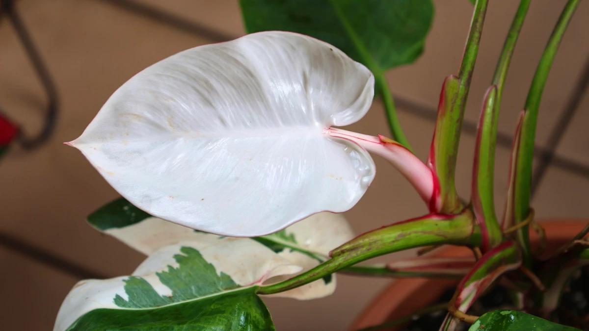 Philodendron White Knight Care: What Changed After I Cut Mine Back