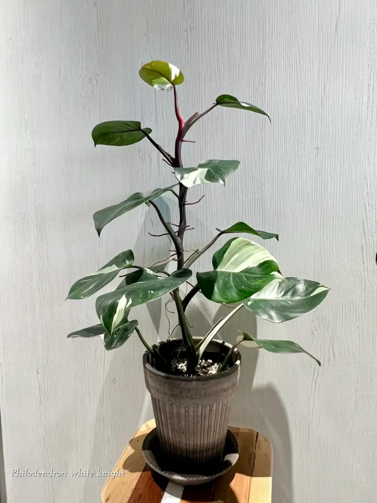Philodendron White Knight reference plant with climbing stems and green leaves with white variegation