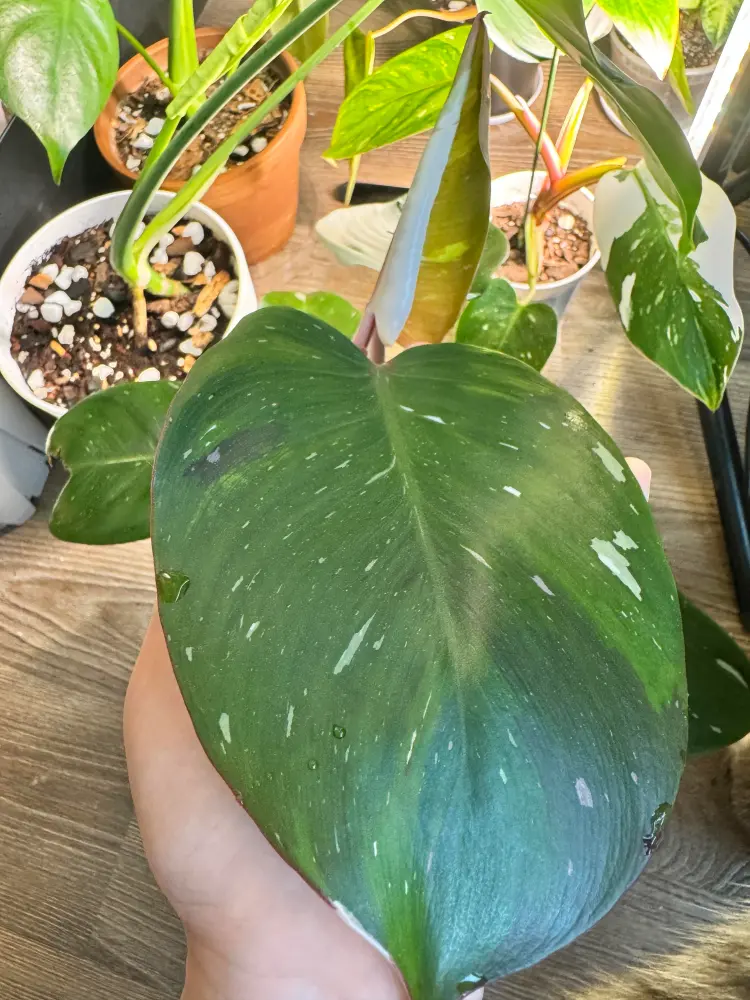 Philodendron White Knight leaf that is mostly green with small white variegation marks after recovery
