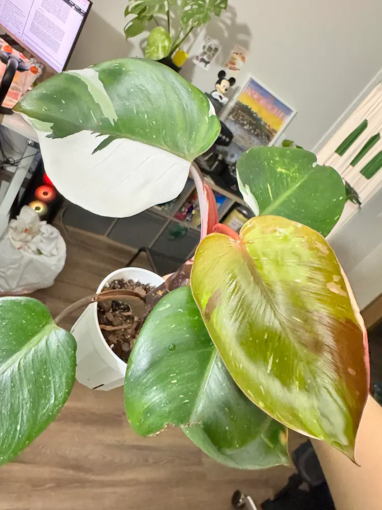 Philodendron White Knight after cutting back with a half-moon variegated leaf and warm reddish new growth