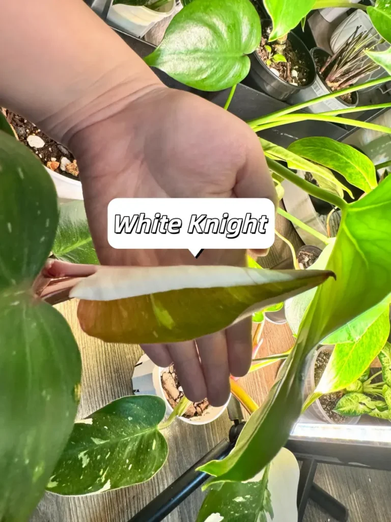 Philodendron White Knight new leaf showing white variegation, green tissue, and a reddish blush before opening