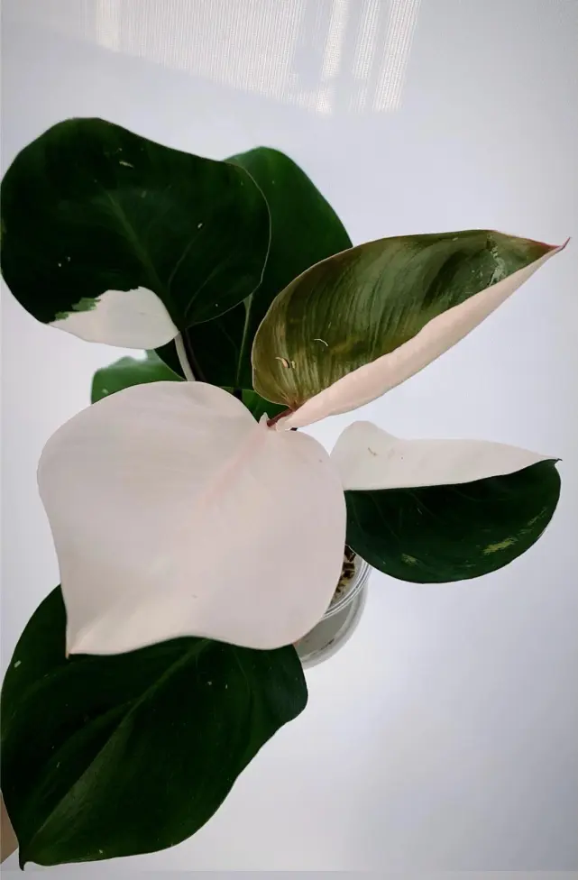 White Knight vs White Princess vs White Wizard: Check the Stem First 7 Philodendron White Knight with thick green and white variegated leaves and dark reddish stem
