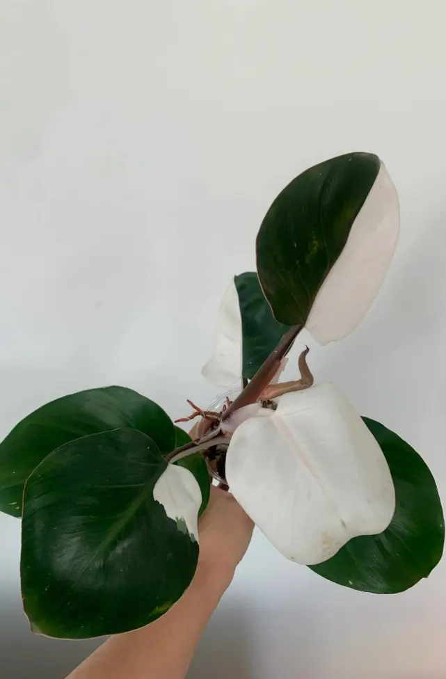 White Knight vs White Princess vs White Wizard: Check the Stem First 6 Philodendron White Knight with dark burgundy stem and green leaves with white variegation
