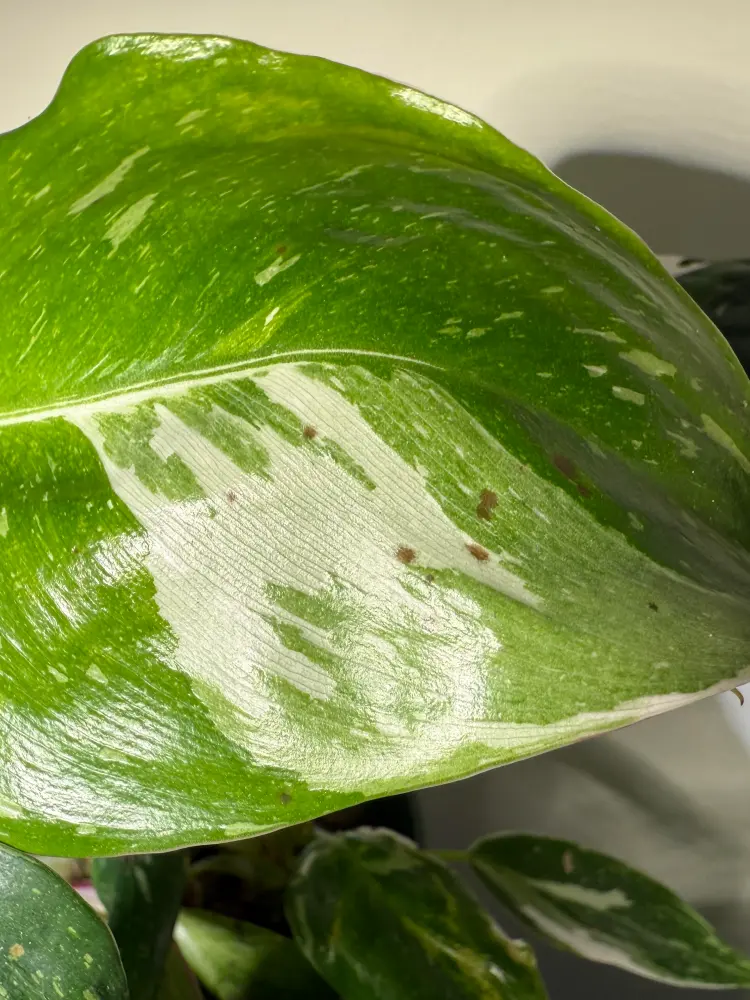 Philodendron White Princess leaf with small brown specks on white and green variegated tissue