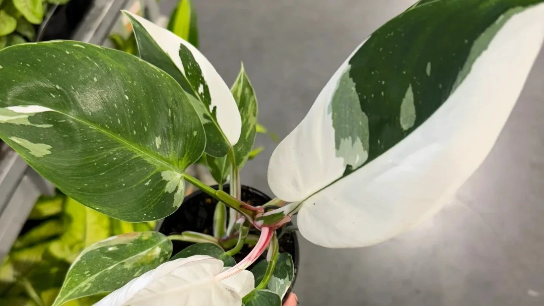 Philodendron White Princess Care: What Mine Taught Me About New Growth