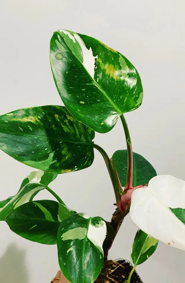 White Knight vs White Princess vs White Wizard: Check the Stem First 3 Philodendron White Princess with green leaves, white variegation, and pink reddish lines on the stem