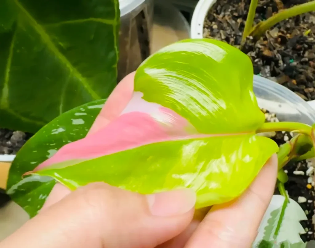 Philodendron White Princess new leaf with pink variegation after the plant regrew from the base