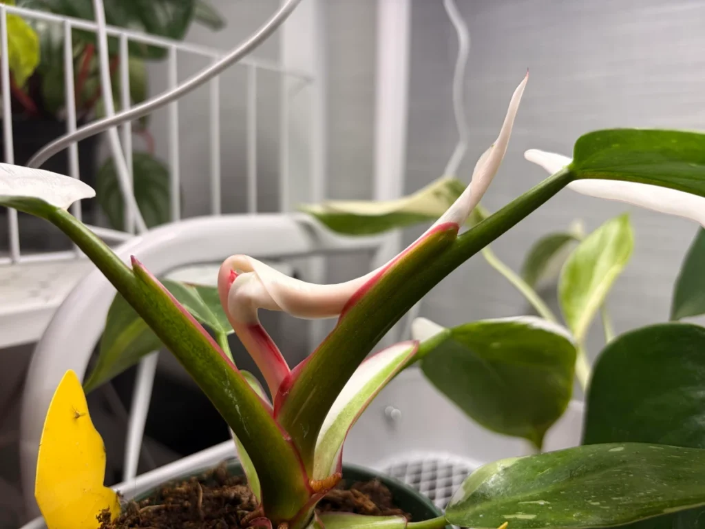Philodendron White Princess new leaf stuck in the sheath with white variegation before fully unfurling