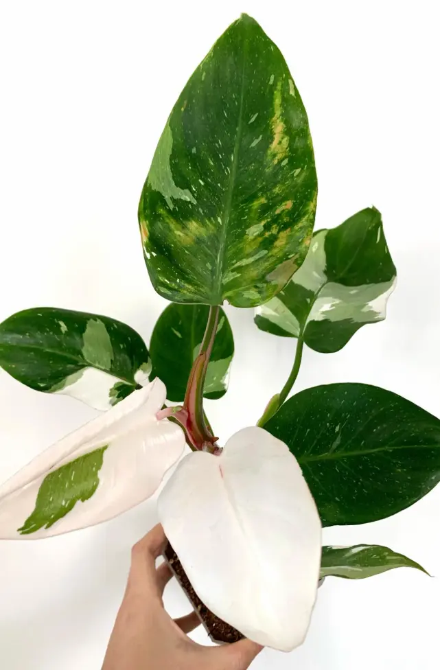 White Knight vs White Princess vs White Wizard: Check the Stem First 4 Philodendron White Princess with large white variegated leaves and green leaves on a young plant
