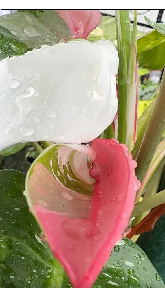 Philodendron White Princess leaf showing white and pink variegation with water droplets
