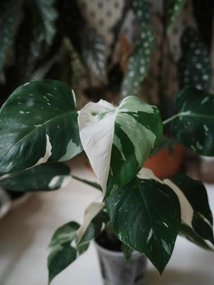 Philodendron White Princess plant with green leaves and white variegation growing indoors