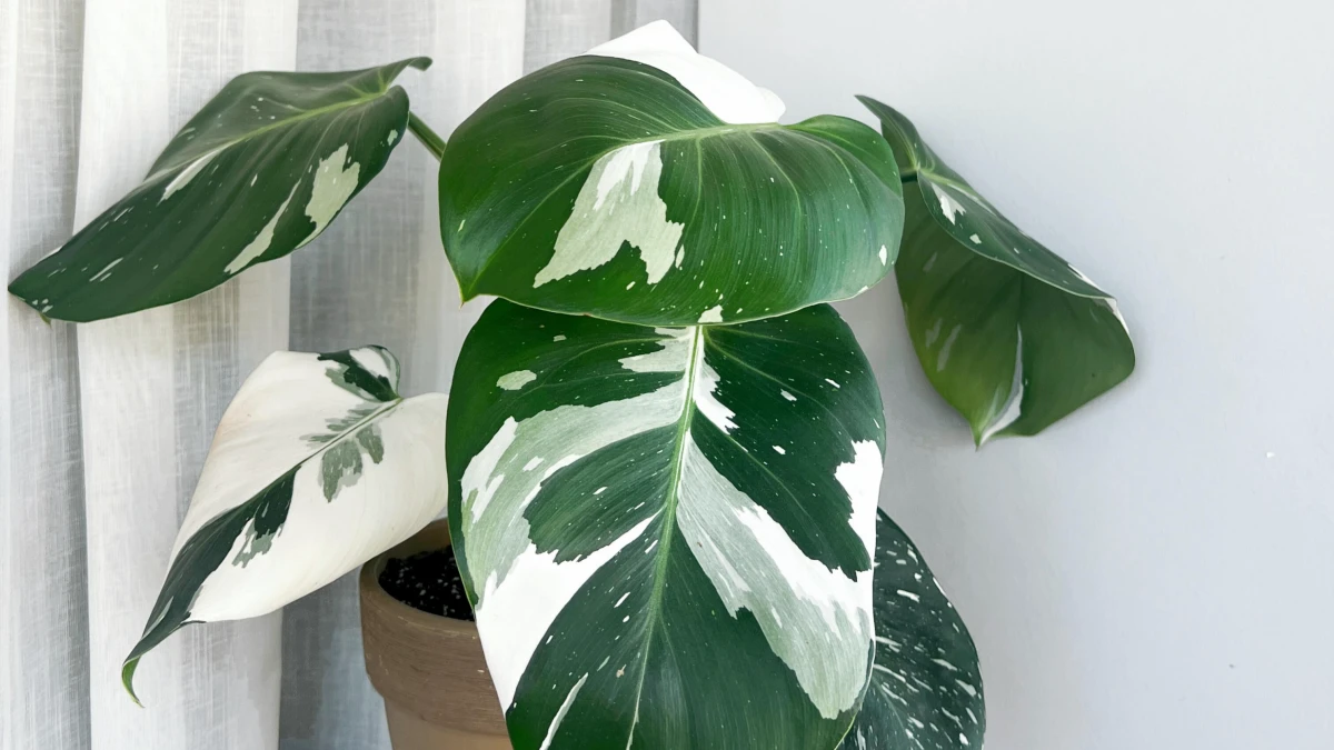 Philodendron White Wizard Care: What I Learned After the Leaves Got Smaller