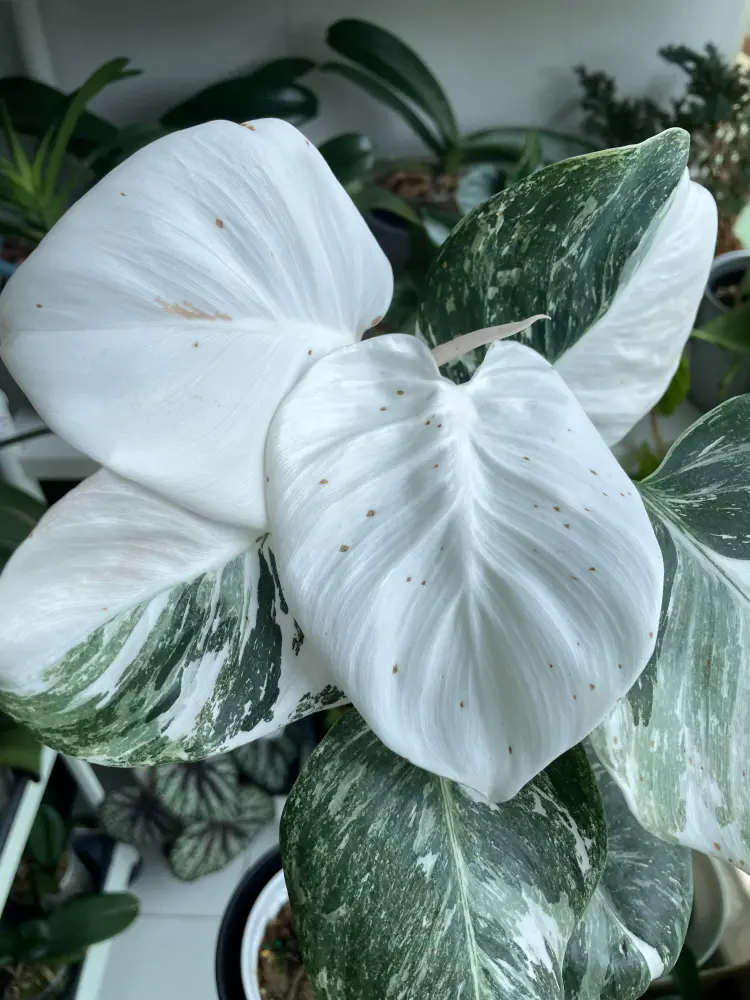 Philodendron White Wizard Care: What I Learned After the Leaves Got Smaller 10 Philodendron White Wizard with mostly white leaves showing small brown freckles on the pale variegated tissue