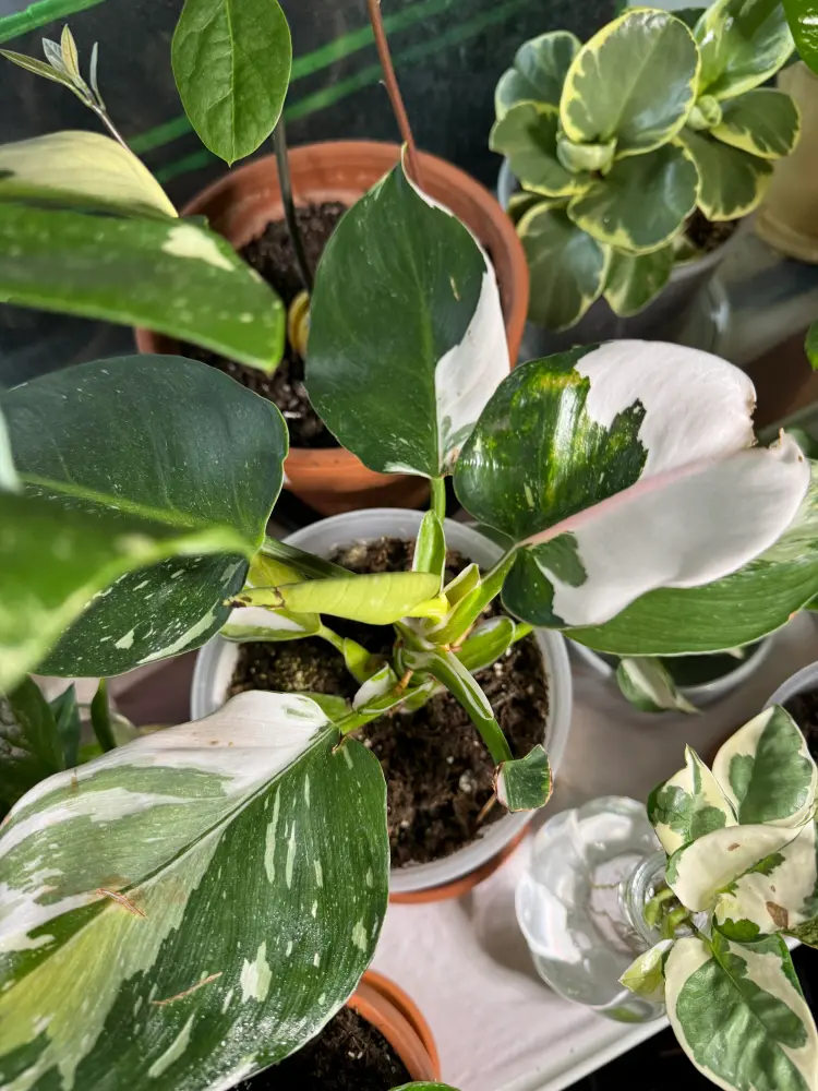 Philodendron White Wizard Care: What I Learned After the Leaves Got Smaller 1 Philodendron White Wizard growing indoors under a full-spectrum grow light with green and white variegated leaves