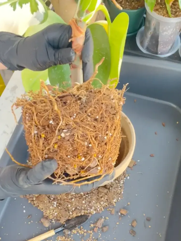 Philodendron White Wizard Care: What I Learned After the Leaves Got Smaller 3 Philodendron White Wizard root ball with many roots filling the potting mix during repotting