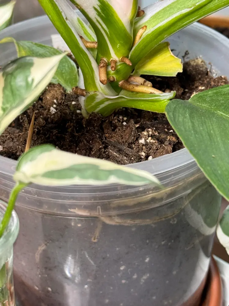 Philodendron White Wizard Care: What I Learned After the Leaves Got Smaller 2 Philodendron White Wizard in a clear pot showing visible roots and aerial roots near the stem