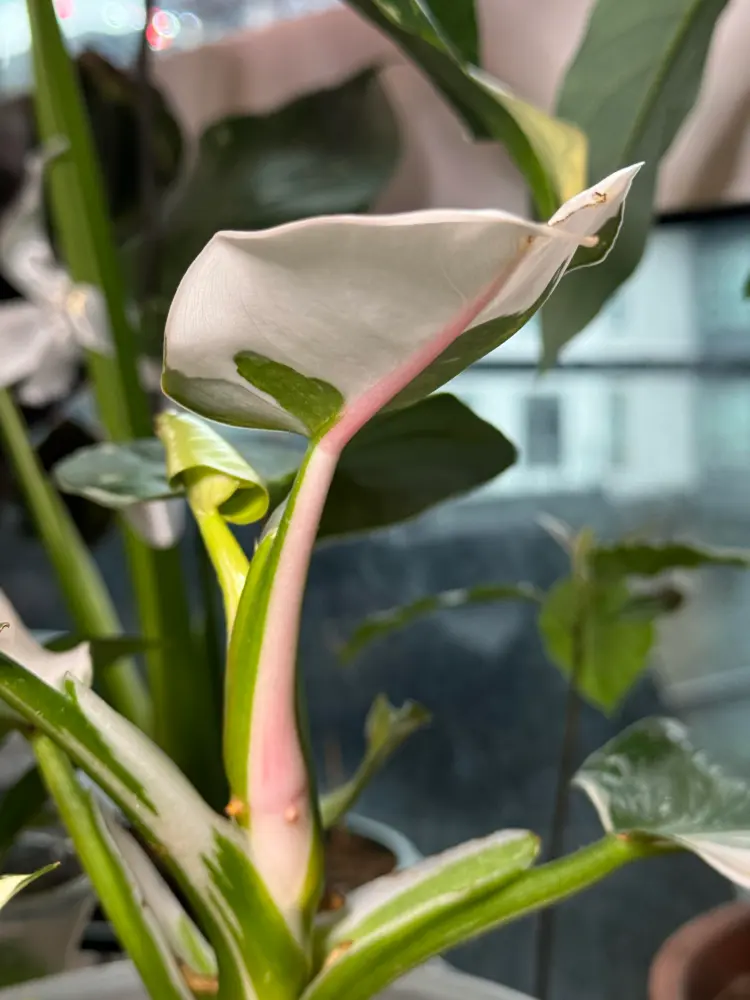 Philodendron White Wizard Care: What I Learned After the Leaves Got Smaller 9 Philodendron White Wizard small white new leaf with a faint pink blush and a slightly damaged tip