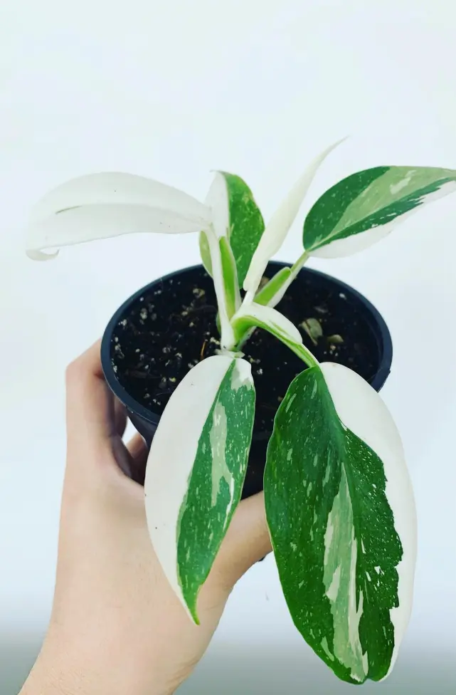White Knight vs White Princess vs White Wizard: Check the Stem First 5 Philodendron White Wizard with green and white stems and blocky white variegation on the leaves