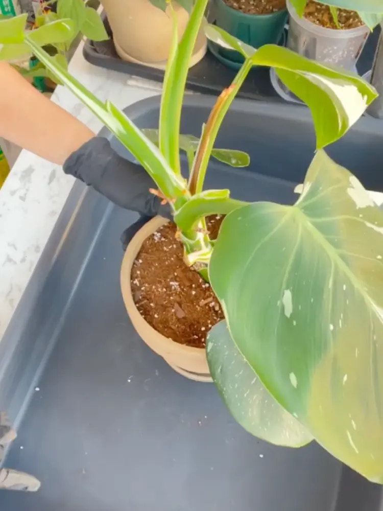 Philodendron White Wizard Care: What I Learned After the Leaves Got Smaller 6 Philodendron White Wizard being placed back into a ceramic pot with fresh potting mix during repotting