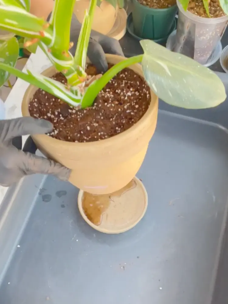 Philodendron White Wizard Care: What I Learned After the Leaves Got Smaller 8 Water draining from a ceramic pot after repotting Philodendron White Wizard