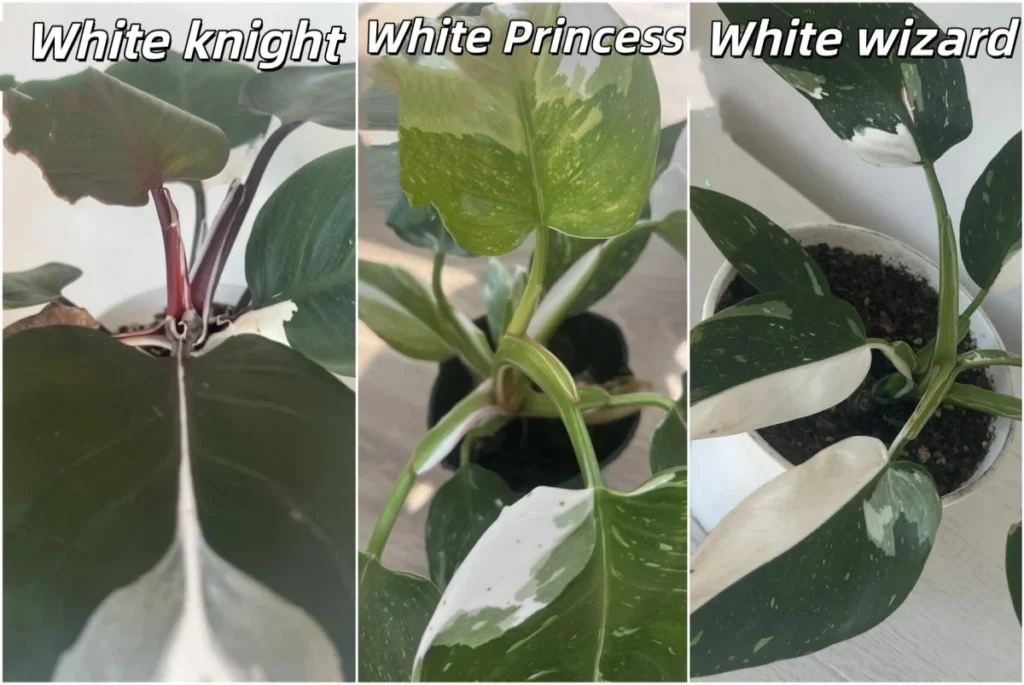粘贴的文本 (1).txt
文档
https://philodendronhub.com/varieties/philodendron-florida-ghost/
5	2026-04-11 02:17 +00:00
https://philodendronhub.com/varieties/philodendron-prince-of-orange/
8	2026-04-03 02:11 +00:00
https://philodendronhub.com/varieties/philodendron-moonlight-care/
8	2026-04-09 02:10 +00:00
https://philodendronhub.com/care/do-philodendrons-need-a-grow-light-indoors/
6	2026-04-07 02:01 +00:00
https://philodendronhub.com/care/philodendron-root-rot/
10	2026-04-05 01:56 +00:00
https://philodendronhub.com/problems/why-philodendron-growing-small-leaves/
6	2026-04-03 01:47 +00:00
https://philodendronhub.com/varieties/philodendron-billietiae-care/
8	2026-03-30 14:02 +00:00
https://philodendronhub.com/care/how-to-put-a-philodendron-on-a-moss-pole/
15	2026-03-17 08:28 +00:00
https://philodendronhub.com/care/best-soil-for-philodendron/
9	2026-03-17 08:25 +00:00
https://philodendronhub.com/care/how-to-water-philodendron/
6	2026-03-17 08:22 +00:00
https://philodendronhub.com/care/how-much-light-do-philodendrons-need/
14	2026-03-17 08:18 +00:00
https://philodendronhub.com/problems/are-philodendrons-toxic-to-dogs/
4	2026-03-17 08:13 +00:00
https://philodendronhub.com/problems/is-philodendron-toxic-to-cats/
4	2026-03-17 08:08 +00:00
https://philodendronhub.com/problems/are-philodendrons-toxic-to-pets/
3	2026-03-17 08:06 +00:00
https://philodendronhub.com/varieties/philodendron-micans/
13	2026-03-17 07:55 +00:00
https://philodendronhub.com/varieties/philodendron-brasil/
6	2026-03-17 07:52 +00:00
https://philodendronhub.com/varieties/philodendron-birkin-losing-stripes/
9	2026-03-17 07:40 +00:00
https://philodendronhub.com/varieties/pink-princess-philodendron/
7	2026-03-17 07:18 +00:00
https://philodendronhub.com/problems/why-is-my-philodendron-drooping/
7	2026-03-17 07:15 +00:00
https://philodendronhub.com/problems/philodendron-not-growing/
7	2026-03-17 07:05 +00:00
https://philodendronhub.com/problems/philodendron-leaves-curling/
8	2026-03-17 07:00 +00:00
https://philodendronhub.com/varieties/lemon-lime-philodendron/
6	2026-03-17 06:46 +00:00
https://philodendronhub.com/problems/philodendron-leaves-turning-yellow/
10	2026-03-17 06:39 +00:00
https://philodendronhub.com/care/do-all-philodendrons-need-a-moss-pole/
8	2026-03-17 06:33 +00:00
https://philodendronhub.com/problems/philodendron-brown-spots/
9	2026-03-17 03:30 +00:00
https://philodendronhub.com/problems/overwatered-philodendron/
10	2026-03-17 03:25 +00:00
https://philodendronhub.com/
16	2026-04-17 10:12 +00:00
https://philodendronhub.com/problems/
11	2026-04-17 10:11 +00:00
https://philodendronhub.com/care/
9	2026-04-17 10:11 +00:00
https://philodendronhub.com/varieties/
34	2026-04-17 10:10 +00:00
https://philodendronhub.com/about/
0	2026-03-17 09:03 +00:00
https://philodendronhub.com/philodendron-plant-guide-for-beginners/
15	2026-03-17 03:05 +00:00
https://philodendronhub.com/contact/
1	2026-03-15 09:04 +00:00
https://philodendronhub.com/about/clara-green/
14	2026-03-15 08:16 +00:00
https://philodendronhub.com/terms-of-service/
0	2026-03-09 03:21 +00:00
https://philodendronhub.com/privacy-policy/
0	2026-03-09 03:07 +00:00结合这些关键词和我已经写的文章和页面 接下来我还可以写哪些文章
How to Repot a Philodendron
Philodendron Fertilizer Guide
How to Prune Philodendron
Do Philodendrons Like to Be Root Bound?
Philodendron Leaves Turning Transparent
Philodendron New Leaf Not Unfurling  这些哪些是care哪些是problem
魅力在于光线下的金色斑纹
给它一点耐心
还你一片热爱森林
散射光养护即可
耐阴性强，但是长期缺光会导致
叶片变绿、金斑减少🌱光照：
明亮散射光最佳！晒太狠→焦边褪色
光照够→金色才会浓、持久
💧浇水：
见干见湿！手指插土2–3cm干了再浇
浇必浇透，盆底漏水就停
冬天少浇，宁干勿湿
💨湿度：
60%+最舒服
干燥→叶尖枯
加湿器/喷雾/托盘增湿安排
🪴土肥：
疏松透气土（泥炭+珍珠岩+树皮）
生长季薄肥1–2次/月
冬天停肥
按这方法养，叶片金灿灿、油亮爆盆🌿黄金火之戒蔓绿绒，发的新芽就像一团红色火苗🔥，又因株型大颜色抢眼，像大个黄毛小子，于是成了我家绿植里的显眼包
.从一开始的温室小苗奶到了8“大，叶片也长成了茁壮的火焰状，但一直只是散锦，我也一度放弃对他的关注了，觉得基因就这样吧，所谓的焦糖大理石平替，终究只是平替。
没想到挪到我的阳光房后，一个夏天高温大太阳的关照下，长出了不同颜色纯锦的叶片，她不再是平替，她就是最美的火焰🔥！
经验总结：
- 锦不好，可以打顶，刺激刺激新叶就出大锦了！
- 不要常换盆，她喜欢爆根
- 大太阳高温（也不要太高，夏天一直在25-35度之间）
最后你也能喜得一盆粉色的火焰🌿它的养护，跟其他蔓绿绒一样耐阴好养又省心
①空间:会越长越大，所以摆放要预留足够多的空间
.
②光线:耐阴怕暴晒，属于很耐阴的蔓绿绒，但也要有散射光
.
③浇水:喜湿怕涝，见干见湿浇，盆保持通风透气即可
.
④温度:热植都喜温暖天气，温暖环境生长速度超快这些是我养护Philodendron Ring of Fire Care的经验分享，帮我整理成一篇品种文章，不要冗余，要符合eeat 要对用户有用
先写英文提纲 不要模板化模板化的意思就是不要品种文章的内容都大体相似 尤其是标题
冗余吗 不要车轱辘话来回说 要用户能一眼就看到对自己有用的信息
Intro: Mine Looked Plain Before It Looked Like Fire这一节只写你的真实经历，不讲完整养护方法。重点：一开始只是散锦，没有很惊艳
曾经觉得它只是 Caramel Marble 的平替
搬到更亮、更暖的位置后，夏天新叶颜色明显打开
这篇文章的核心不是“保证出大锦”，而是让它在真实室内环境里长得更有状态这一节不要超过 180–220 words。  这部分写一下
Quick Notes for Real Indoor Growing这里放一个简短表格，给用户快速答案。Need	What I Do
Light	Bright filtered light, not harsh direct sun
Water	Water when the top 2–3 cm feels dry
Soil	Airy mix with bark/perlite/pumice
Humidity	Better around 60%, but not helpless below that
Pot	Do not rush into a much larger pot
Growth	Slow to moderate; faster in warmth
Main issue	Low light makes the plant greener and less dramatic这个表格很重要，用户进来第一眼就能看到有用信息。  这部分写一下
Why the Variegation Can Look Weak这一节专门解决用户最关心的问题：为什么我的 Ring of Fire 不火？写：小苗期常常只有散锦
一两片绿叶不代表养坏了
斑纹受基因、光照和生长活性共同影响
不能只看一片叶子判断整株
如果连续很多片都越来越绿，才需要调整光照这一节不要再提前讲“怎么养”，只讲判断。  这部分写一下
The Light Level That Actually Changed Mine这一节给解决方案。写：明亮散射光最适合
长期弱光：叶片更绿，金斑减少
光够：金色、奶油色、橙粉色更容易稳定
但强烈直晒会焦边，尤其是浅色斑块
从弱光搬到强光要逐步适应自然内链：anchor: how much light philodendrons actually need indoors
link: https://philodendronhub.com/care/how-much-light-do-philodendrons-need/可选内链：anchor: whether a grow light is worth using in darker rooms
link: https://philodendronhub.com/care/do-philodendrons-need-a-grow-light-indoors/  这部分写一下
Warmth Speeds It Up, But Heat Can Also Backfire这一节只讲温度，不重复光照。写：温暖环境下，新叶推进更快
你的观察：夏天 25–35°C 的环境让它进入更活跃状态
但不要写成“越热越好”
高温需要配合通风和健康根系
热 + 湿土 + 不通风，反而容易闷根这一节能体现经验判断，不是普通百科。  这部分写一下
Water When the Pot Starts to Breathe Again这个标题比 “Watering Requirements” 更有真实感，也不模板。写：表土 2–3 cm 干了再浇
浇透，盆底出水后停
不要长期让盆底积水
生长期可以更积极一点
冬天弱光时减少浇水
“喜湿”不等于“土一直湿”自然内链：anchor: how I water philodendrons without keeping the pot wet all the time
link: https://philodendronhub.com/care/how-to-water-philodendron/  这部分写一下
Pot, Roots, and Soil: Keep the Base Stable把原来的“repotting”和“soil”合并，避免车轱辘话。写：Ring of Fire 不适合频繁折腾根系
不要太早换大盆
大盆 + 慢干土容易增加烂根风险
土要疏松透气，但也要能支撑大株型
可以用树皮、珍珠岩/浮石、泥炭或椰糠
重点不是配方多复杂，而是浇水后根区不会闷太久自然内链：anchor: a loose soil mix for philodendrons
link: https://philodendronhub.com/care/best-soil-for-philodendron/可以顺带内链：anchor: philodendron root rot  这部分写一下
Should You Prune It for Better Variegation?这一节很有独特性，可以保留。写得谨慎一点：打顶有时会刺激新生长点
新芽可能出现不同斑纹
但不能保证一定出大锦
只建议在植株健康、根系稳定、生长期操作
弱根、刚服盆、冬天僵苗时不要乱剪
剪下有节点的部分可以尝试繁殖这节以后可以内链到：/care/how-to-prune-philodendron/但现在如果文章还没发布，先不用加。  这部分写一下
Give It Space Before It Starts Looking Awkward这一节保留，因为这是 Ring of Fire 比较实际的问题。写：小苗期看起来不占地方
长大后叶片变长，株型很抢眼
叶片火焰形态需要空间展开
不适合长期挤在小架子里
如果空间有限，要提前考虑上杆、修剪或控制盆径这一节对用户有实际帮助，不冗余。  这部分写一下
Quick Troubleshooting: What the Plant Is Usually Telling You这里不要写长段落，改成表格。用户最容易一眼看懂。What You See	Likely Cause	What I Would Check First
New leaves are mostly green	Light may be too weak, or the plant is still immature	Move brighter gradually and watch the next few leaves
Pale parts turn crispy	Too much direct sun or very dry air	Reduce harsh sun, check watering rhythm
Leaves yellow while soil stays wet	Root stress or overwatering	Check drying speed and root health
Plant stops growing after repotting	Root disturbance or oversized pot	Give warmth, light, and avoid extra watering
Leaf tips dry out	Dry air, inconsistent moisture, or stress	Check humidity and watering pattern
Every leaf looks different	Normal for this cultivar	Judge several leaves, not one leaf自然内链可以放在表格下面一小段：For deeper symptom checks, I would compare the plant with yellow leaves on philodendrons, signs of an overwatered philodendron, and philodendron root rot.对应链接：https://philodendronhub.com/problems/philodendron-leaves-turning-yellow/
https://philodendronhub.com/problems/overwatered-philodendron/
https://philodendronhub.com/care/philodendron-root-rot/  这部分写一下
My Take: Grow the Plant, Not Just the Variegation结尾不要长。写：Ring of Fire 不算难养
但它不是每一片叶子都稳定惊艳
光照、温暖、根系稳定，比追求一片完美叶更重要
它真正的乐趣是慢慢打开状态
不要因为前几片普通叶子就放弃  这部分写一下
有利于这篇文章的faq写一下给我
粘贴的文本 (1).txt
文档
在看看这篇文章是否有需要优化的段落和句子 避免冗余、要符合eeat、要有个人博客风格的写法
粘贴的文本 (1).txt
文档
这篇文章内链应该怎么加合适
这两张图是我养的长大前后的照片，告诉我插入哪里合适 写一下标题 alt 以及说明文字
这是一张新叶子发出来为火红色 然后逐渐变成黄金色的样子 放哪里合适 写一下给我
这两张图片放哪里合适 写一下给我
这篇文章的高点击titile meta url写一下给我
白巫师蔓绿绒养护指南
1. 土壤与种植
土壤选择：推荐使用富含腐殖质、排水良好的砂质壤土，如泥炭、珍珠岩或腐叶土混合土。
翻盆与更换土壤：每隔1-2年翻盆一次，提供新鲜土壤以支持健康生长。
2. 光照与温度
光照管理：喜散射光，避免直射阳光。夏季需遮阴，冬季则需充足阳光。
温度调节：最适宜生长温度为18~30度，越冬温度不得低于5度。
3. 浇水与湿度
浇水原则：遵循“见干见湿”原则，保持盆土湿润。
冬季管理：减少浇水频率，保持盆土微干。
4. 施肥
施肥频率：生长期每月施肥一次，冬季减少施肥。
施肥方法：均匀喷洒，避免肥料直接接触根部。
5. 其他注意事项
环境通风：确保生长环境通风良好，避免潮湿引起的病害。
定期转动花盆：有助于植株均匀生长，避免偏冠。白骑士蔓绿绒砍头后锦爆炸好！！！
这是一株在线下店购入的白骑士，当时正值冬季，可选择非常少，都挺丑的而且特别贵
小伙伴帮我选了一个带half moon的，但是带回家之后越长越丑，全绿的有一片叶子甚至还残缺了（可能因为还没适应新家）一气之下砍了
你还别说，等根系长好，第一片直接half moon，昨天一看，第二片甚至是杂色锦（新手求问红色的部分是粉锦吗?）真的好开心，这一株要好好保护起来了，避免坏猫给我捣乱Update: 白骑士蔓绿绒砍头后续
红锦叶片已经和我手一样大了，早上巡园时看到新叶还是half moon😌基因真好
另外一盆白公主昨天给他换了白色的小盆，今天新芽也钻出来了，看起来也是half moon，配上粉嫩的茎杆，有点可爱☺️
这是我养Philodendron White Knight Care的经验，帮我按照我以往的要求整理成提纲，注意标题不要模板化，这是一篇个人博客
这个提纲还有优化的空间吗
但是你现在这个和上一篇看起来很相似 这就是谷歌讨厌的模板化对不对
Intro: I Bought It for the Half-Moon, Then Almost Regretted It这一节讲故事，不讲养护。写：冬天买，选择少，价格不便宜
买它是因为有 half-moon 叶
回家后越长越丑：全绿叶、残缺叶、新环境适应差
你最后决定砍头
后来第一片新叶又出了 half-moon，第二片斑纹更复杂
这篇文章不是鼓励大家乱砍，而是讲：什么时候 White Knight 值得等，什么时候不要急着操作  写一下这部分
开头感觉交代很详细？
The Part I Misjudged at First这一节不要叫 “Why Mine Looked Worse After Coming Home”。写你当时判断的变化：你一开始以为它基因不行
后来发现可能不是基因差，而是植株还没适应、根系没恢复、生长点表现不稳定
White Knight 的单片叶子很容易误导人
判断这类白锦，不能只看“现在这片叶子漂亮不漂亮”这个标题比 “Why White Knight Can Look Worse...” 更有个人博客味道。 这部分写一下
What the Bad Leaves Were Telling Me这一节专门拆解你看到的“丑叶”。不要泛泛说 care，直接说症状：What I Saw	What I Think Now
One mostly green leaf	Not enough to prove the whole plant lost variegation
A damaged leaf	Could be adjustment stress, humidity change, or root disturbance
Weak-looking new growth	The plant may not have settled in yet
Older half-moon leaf still present	The plant still had variegation potential这个表格会很有用，也和上一篇不一样。  这部分写一下
Why I Cut It Back — and Why That Was Still a Risk这是核心段落。写：你砍头是因为它持续变丑，不是因为“白骑士必须砍”
砍头会让植株重新从某个生长点出芽
但也会消耗能量
如果根系不稳，可能会更糟
你这次成功，不代表所有 White Knight 都适合照做这节非常 E-E-A-T，因为你有边界感。  这部分写一下
The New Growth After Cutting Was the Real Test这一节写结果。写：等根系长好后，第一片新叶出现 half-moon
第二片出现更复杂的杂色锦
红调新叶可以描述为 reddish blush / warm blush，不要直接说 stable pink variegation
新叶变大后，你开始决定保护这株，而不是继续折腾这节可以很有个人博客感。  这部分写一下
My Rule Before Cutting a White Knight Now这节非常实用，直接给用户判断。写成 checklist，比大段文字有用：I would consider cutting only if:the plant has shown good variegation before
the root system is healthy
it is in active growth
the newest growth has been disappointing for more than one leaf
I am prepared to wait, not expect instant resultsI would not cut if:it just came home
it is winter and light is weak
roots are weak
it was just repotted
the plant only has a few leaves
I am only reacting to one plain leaf这个 H2 会和上一篇完全不同，也更有用户价值。  这部分写一下
How I Keep the New Growth Worth Protecting这里再进入养护，但不要拆成 light / water / soil 三个模板 H2。写成“保护新芽”的逻辑：明亮散射光，让白锦有机会表现
不暴晒，白斑容易焦
浇水不要把根闷住
土要透气，根稳才有好新叶
温暖环境帮助恢复
不频繁换盆，不频繁移动
防止猫碰坏新芽这里可以自然内链 light、watering、soil、root rot。
但不要每个都展开成单独 H2。  这部分写一下
The White Parts Are the Weakest Part of the Plant这一节专门写白斑护理，很适合 White Knight，和 Ring of Fire 不一样。写：白色部分观赏价值高，但也最容易受伤
光太强会焦
空气太干会边缘发脆
根系压力会让新叶不完整
不要为了“更白”而牺牲叶片健康这个比普通 “Light Without Burning...” 更聚焦。  这部分写一下
White Knight, White Princess, and White Wizard: The Names Matter这节保留，因为你素材里出现白巫师和白公主，必须纠正。短表格：Plant	What I Look For
White Knight	Darker stems, white variegation, sometimes reddish or burgundy tones
White Princess	White variegation with possible pink tones
White Wizard	Greener stems, cleaner white-and-green look这一节不是为了凑内容，而是为了避免错误识别，尤其你提到“红色部分是不是粉锦”。  这部分写一下 后面我会针对这部分内容单独写一篇文章 所以这里不需要交代特别详细是不是
Quick Fix or Wait? My Decision Table最后做一个很实用的判断表。这个会比 “Quick Troubleshooting” 更像 White Knight 专属内容。Situation	What I Would Do
One new leaf turns green	Wait for the next leaf
Several leaves turn green	Improve light before cutting
New leaf is damaged after moving home	Stabilize care first
White parts are browning	Reduce harsh light and check dryness
Plant has good roots but poor top growth	Cutting may be considered
New growth after cutting looks strong	Protect it, do not keep cutting
Plant is weak or recently repotted	Do not cut  这部分写一下
My Take: The Cut Was Not the Care Routine结尾要明确：砍头成功很开心
但砍头不是 White Knight 的常规养护方法
真正重要的是看懂植株状态
这株让我学到：不要被一两片丑叶误导，也不要因为一片好叶过度操作
现在新芽好看了，我更想做的是稳定养护，避免猫破坏  这部分写一下 简单写
这篇文章的faq写一下给我 要对文章有利seo 不要模板化
粘贴的文本 (1).txt
文档
这篇文章看看还有什么需要优化的地方
粘贴的文本 (1).txt
文档
这篇文章内链部分有优化和新增的地方吗
这篇文章的高点击title meta url写一下
这几张图片是砍头后长的情况 告诉我插入哪里合适 写一下标题 alt以及说明文字给我
这两张图不是我的植物 只是作为一个参考图 放哪里合适 写一下
这张图片写一下标题 alt 以及说明文字