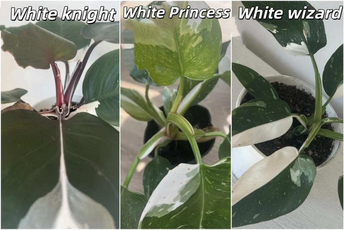 White Knight vs White Princess vs White Wizard: Check the Stem First