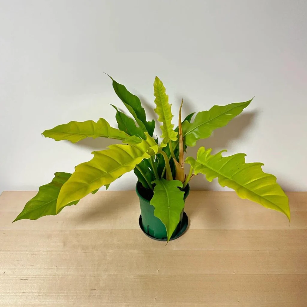 elephant ears plant Black Magic Elephant Ear main image 0